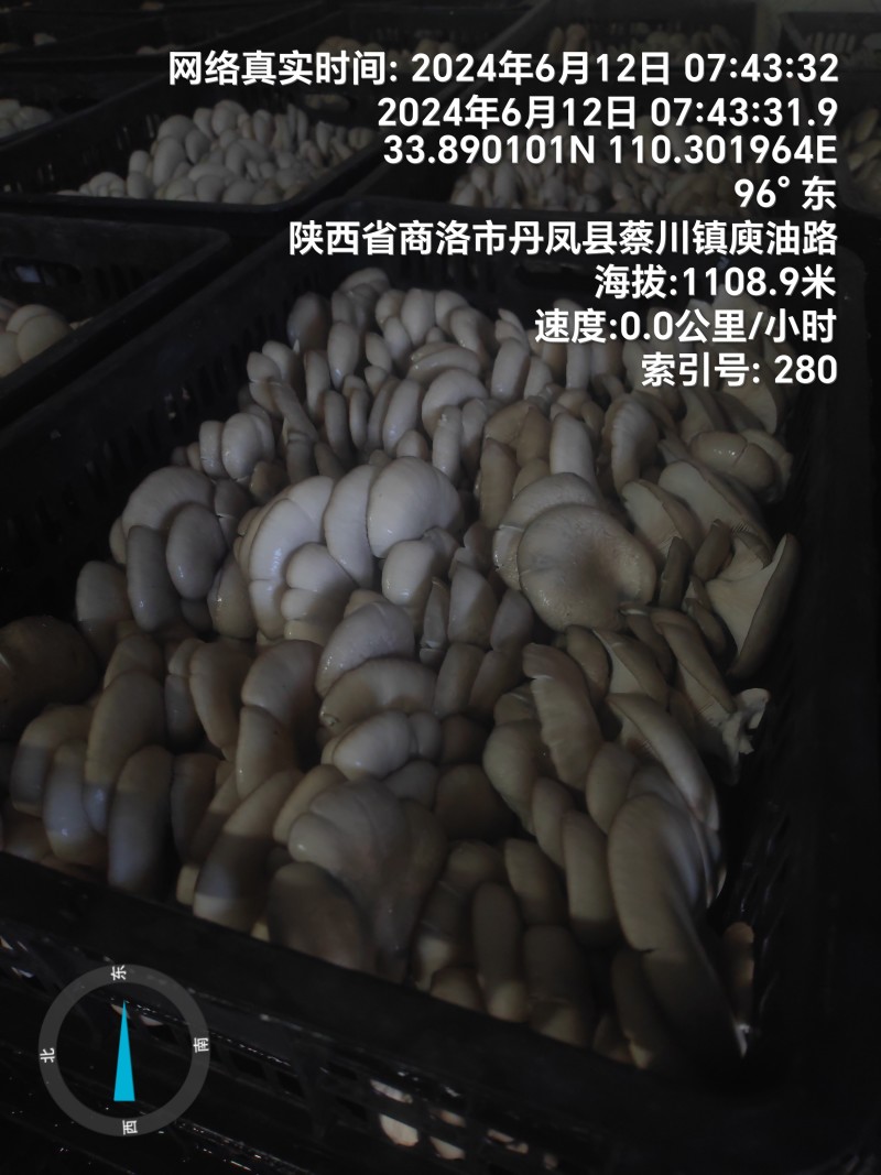 反季节平菇大量上市，，，，