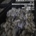 反季节平菇大量上市，，，，