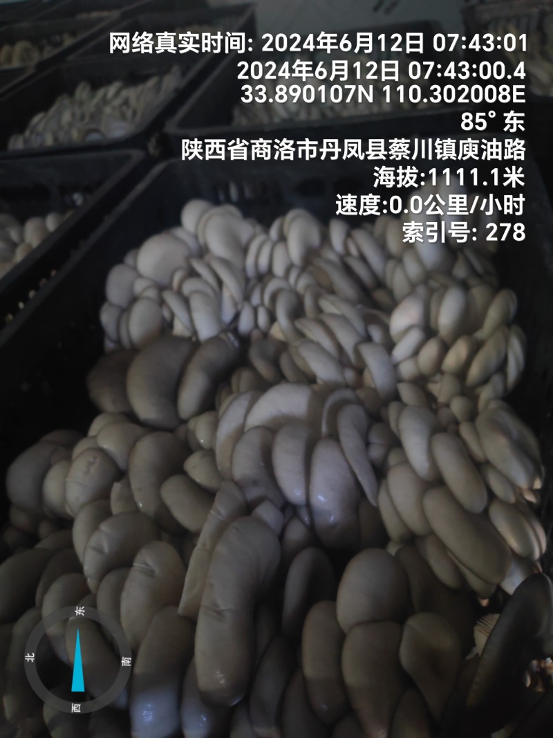 反季节平菇大量上市，，，，