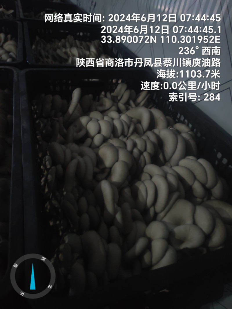 反季节平菇大量上市，，，，