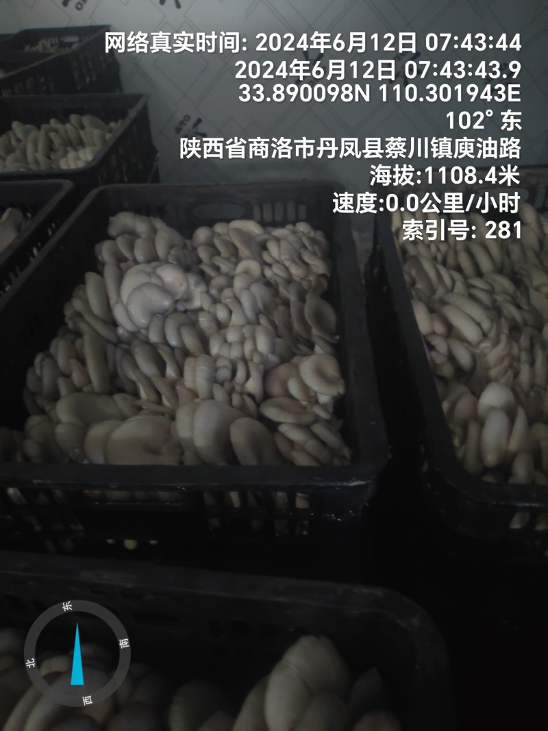 反季节平菇大量上市，，，，