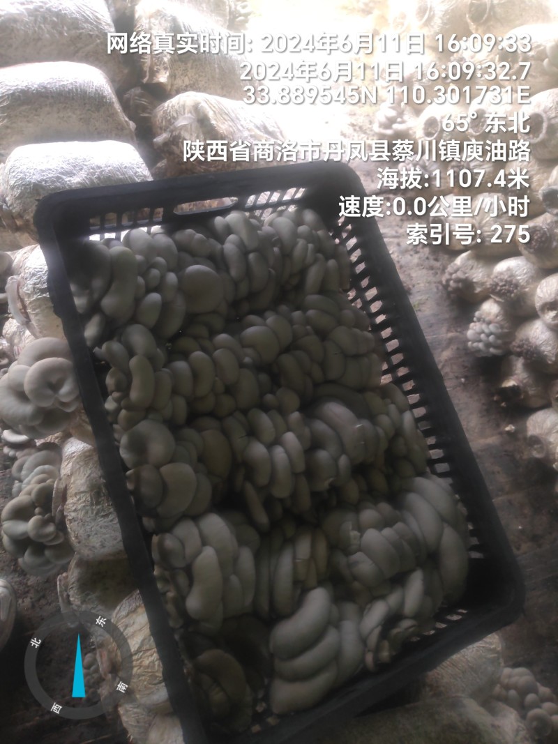 反季节平菇大量上市，，，，