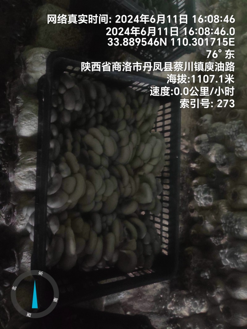 反季节平菇大量上市，，，，