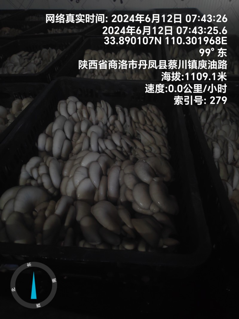 反季节平菇大量上市，，，，