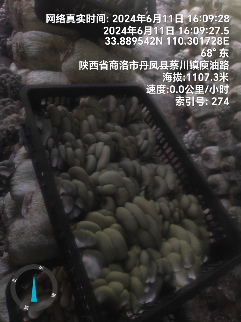 反季节平菇大量上市，，，，
