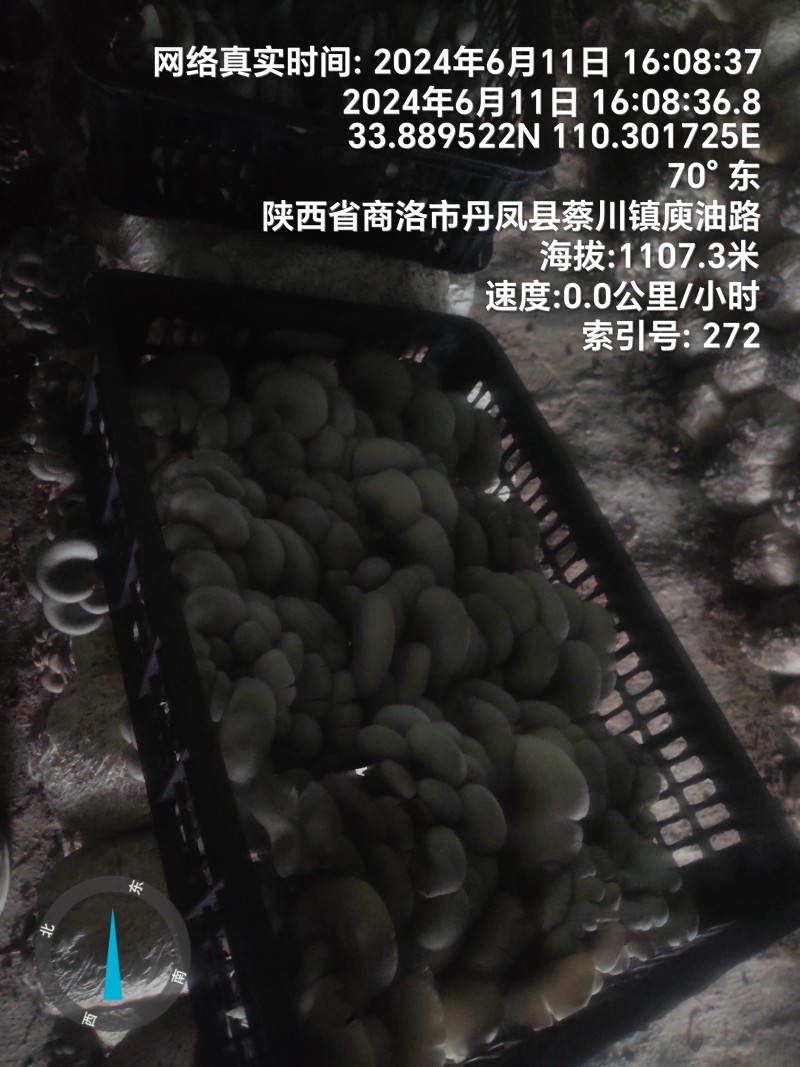 反季节平菇大量上市，，，，