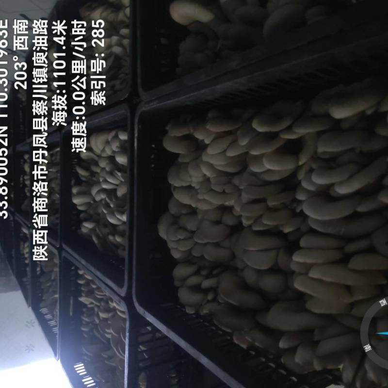 反季节平菇大量上市，，，，