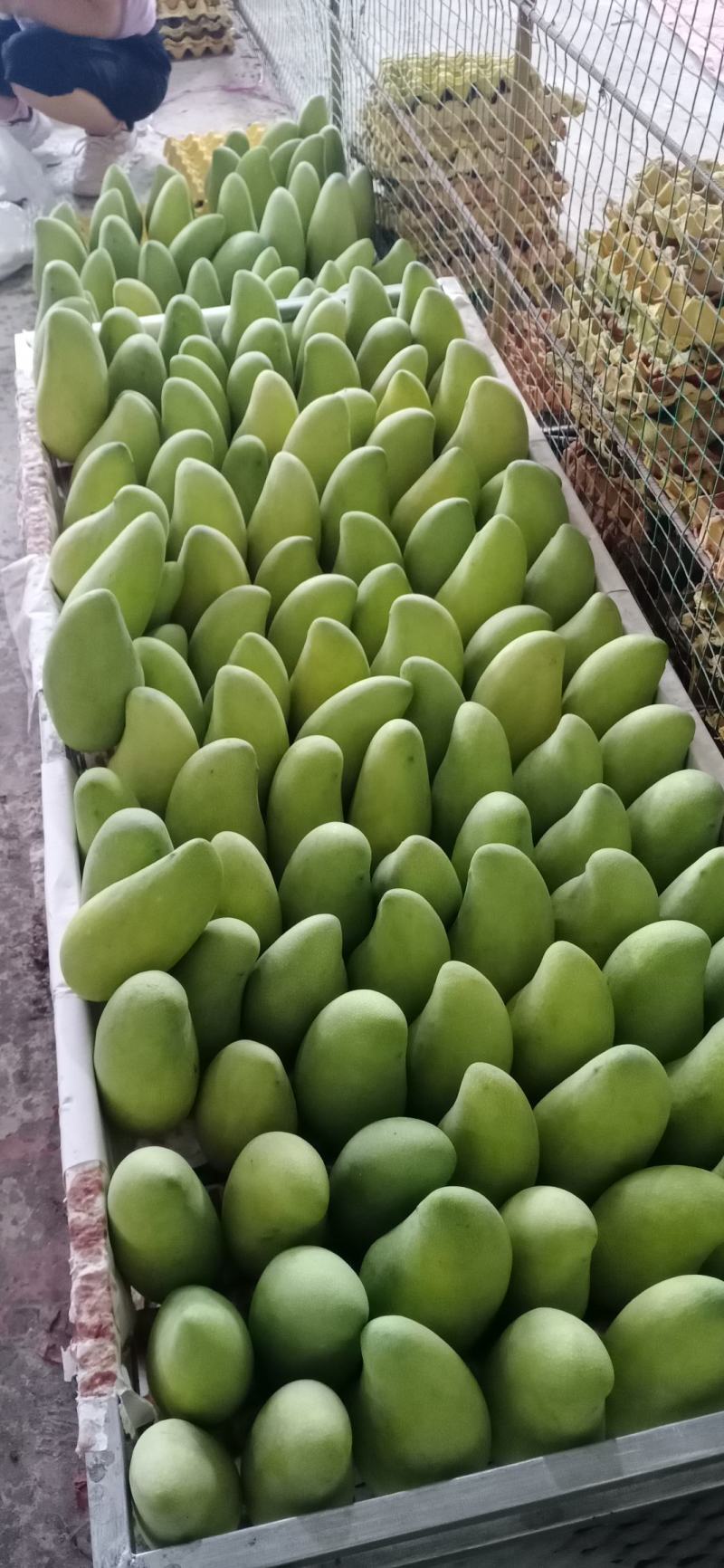 金煌芒果，台农，鹰嘴芒果