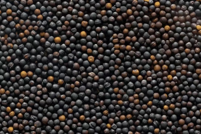 油菜籽