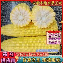 安徽鲜玉米水果玉米黄玉米产地一手货源实力代发全国
