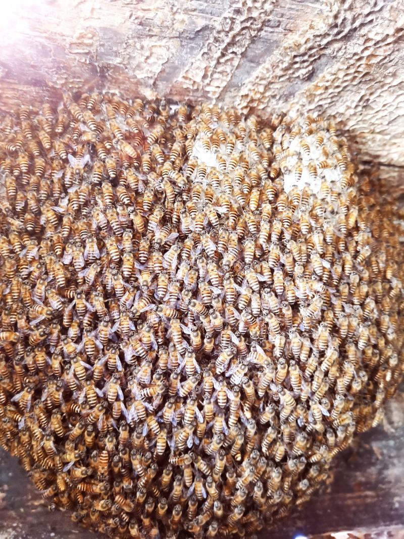 一年只割一次，土蜂蜜，品质保证，欢迎采