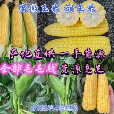 安徽玉米工厂甜玉米，糯玉米几毛钱一斤，大量上市，价格非常美丽