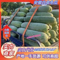 安徽冬瓜精品白皮冬瓜已大量上市产地直发一手货源