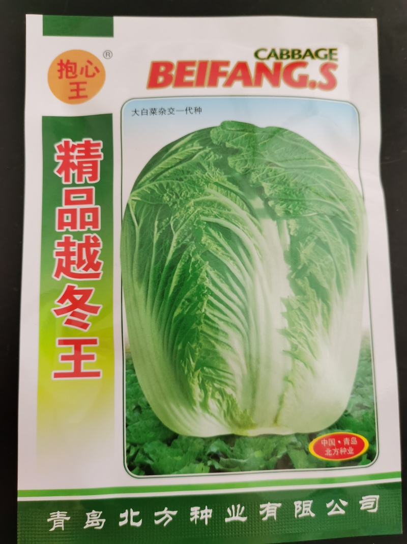 越冬王精品越冬大白菜杂交一代种子菜基地品种