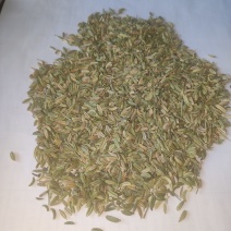 小茴香，甘肃张掖发货茴香500吨