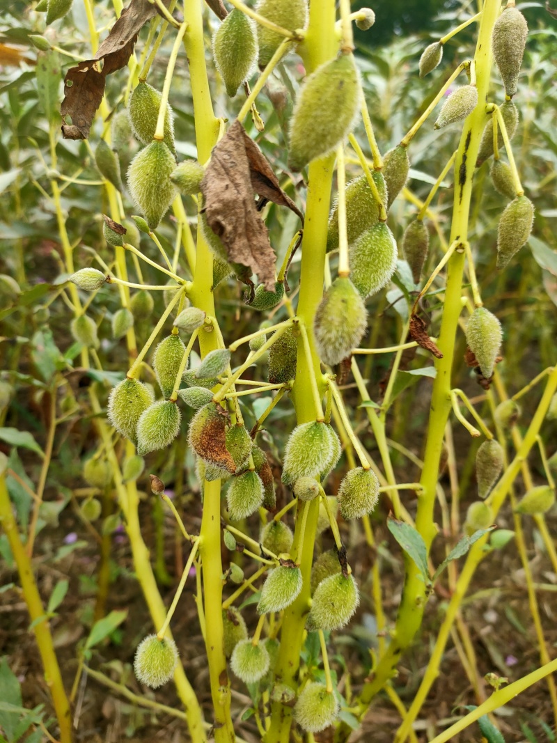急性子种子凤仙花种子指甲花指好种管理提供种植技术
