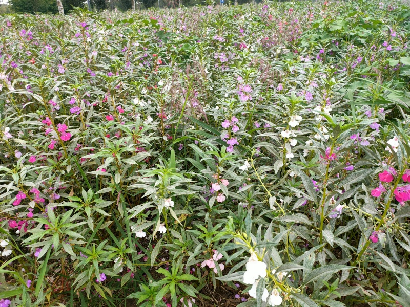 急性子种子凤仙花种子指甲花指好种管理提供种植技术