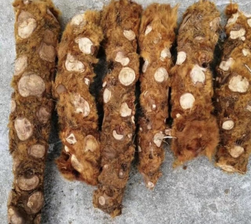【精品】狗脊中药材基地供应一手货源量大更实惠