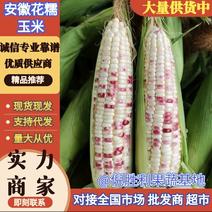 安徽玉米花玉米花糯玉米大量上市价格实惠欢迎联系