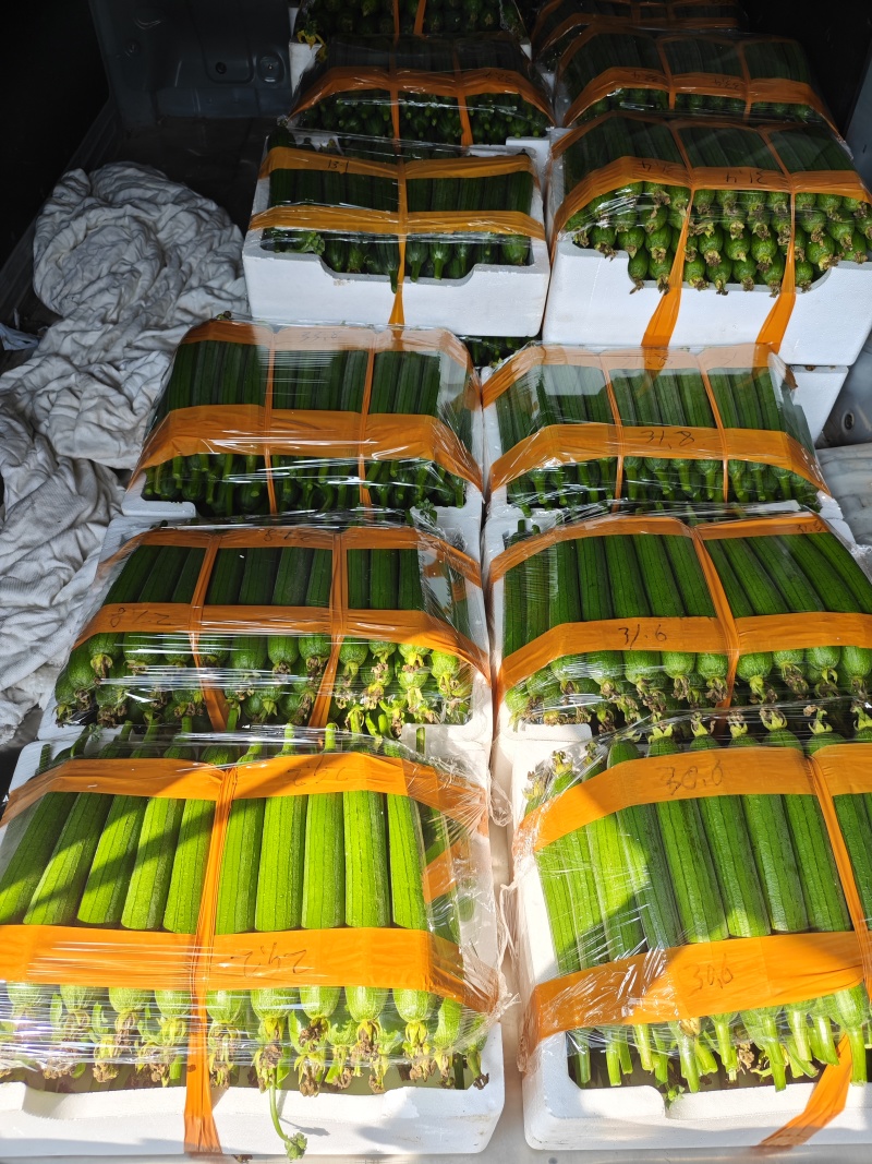 露天精品油皮丝瓜，质量**，诚信至上！