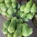 春满甘蓝种籽牛心甘蓝包心菜卷心菜早熟耐寒抗病叶球桃形结球