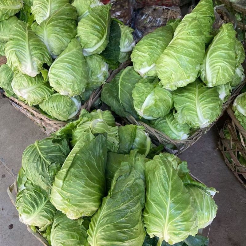 春满甘蓝种籽牛心甘蓝包心菜卷心菜早熟耐寒抗病叶球桃形结球
