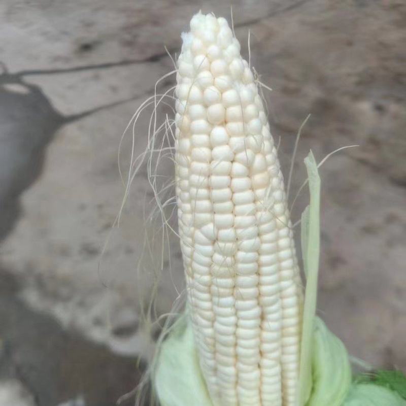 928甜糯玉米大量出售