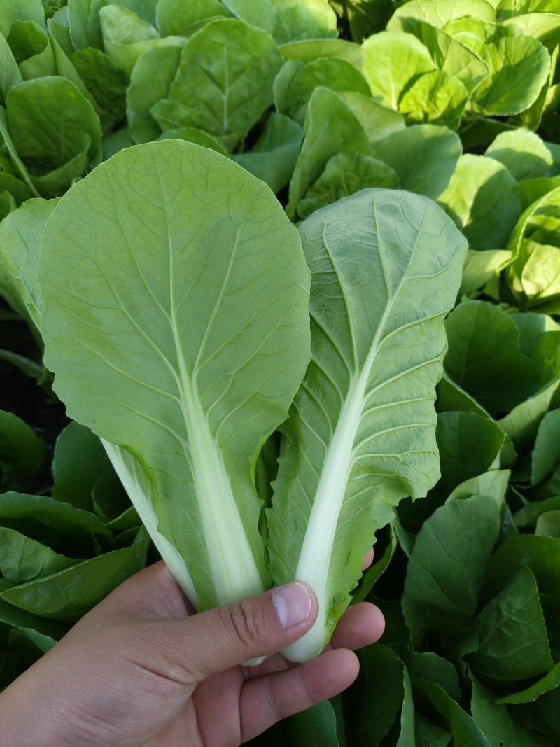 精品快菜，毛白菜，小白菜，质量保证，产地直发，全年供应