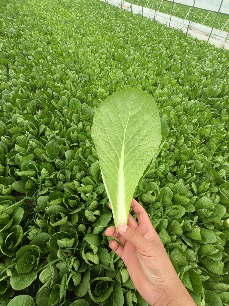 精品快菜，毛白菜，小白菜，质量保证，产地直发，全年供应