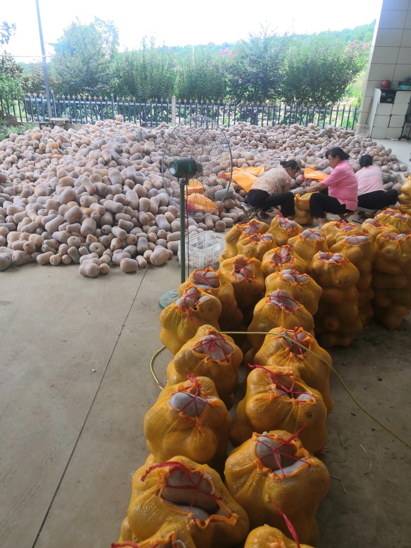 汉中枕头南瓜，软糯面甜，实心，货量庞大，全国代发