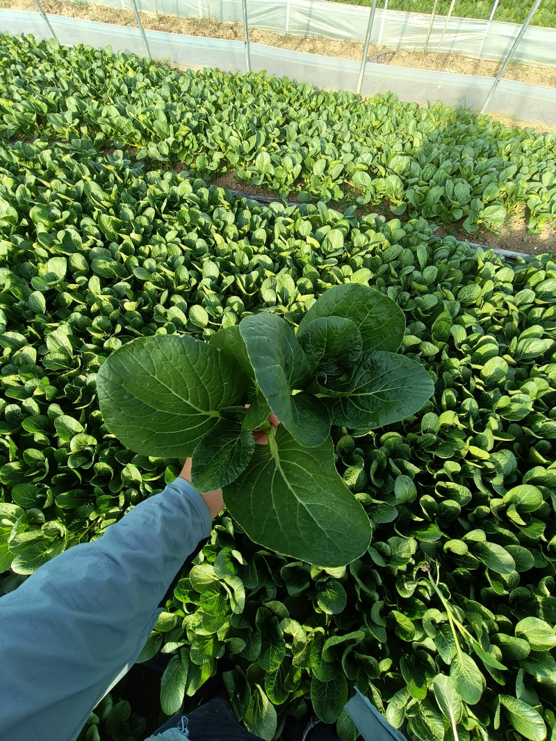 精品菜心，广东菜心，产地直供，品质保证，货源充足