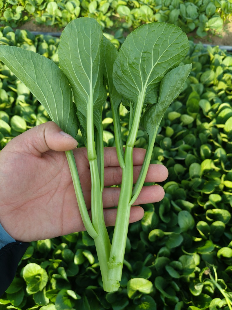 精品菜心，广东菜心，产地直供，品质保证，货源充足