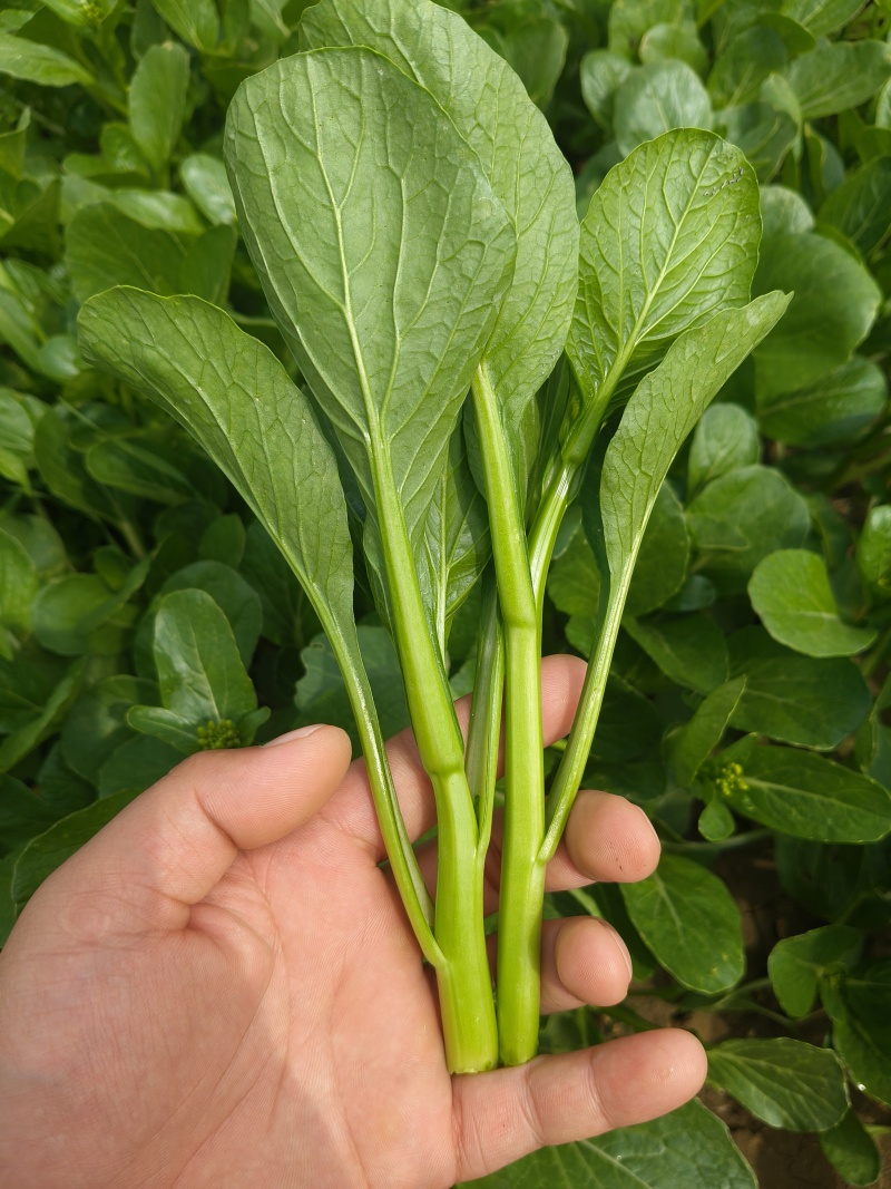 精品菜心，广东菜心，产地直供，品质保证，货源充足