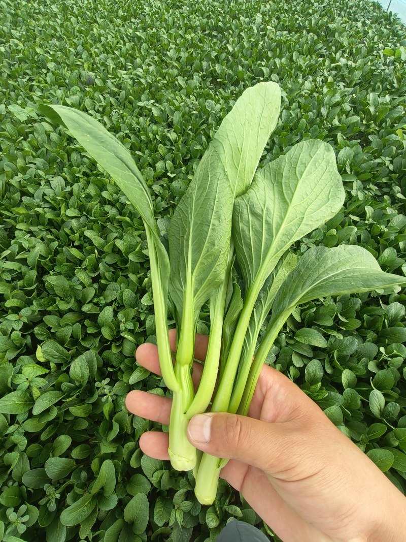 精品菜心，广东菜心，产地直供，品质保证，货源充足