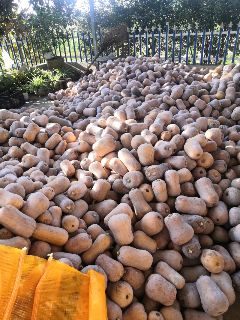 汉中枕头南瓜，软糯面甜，实心，货量庞大，全国代发