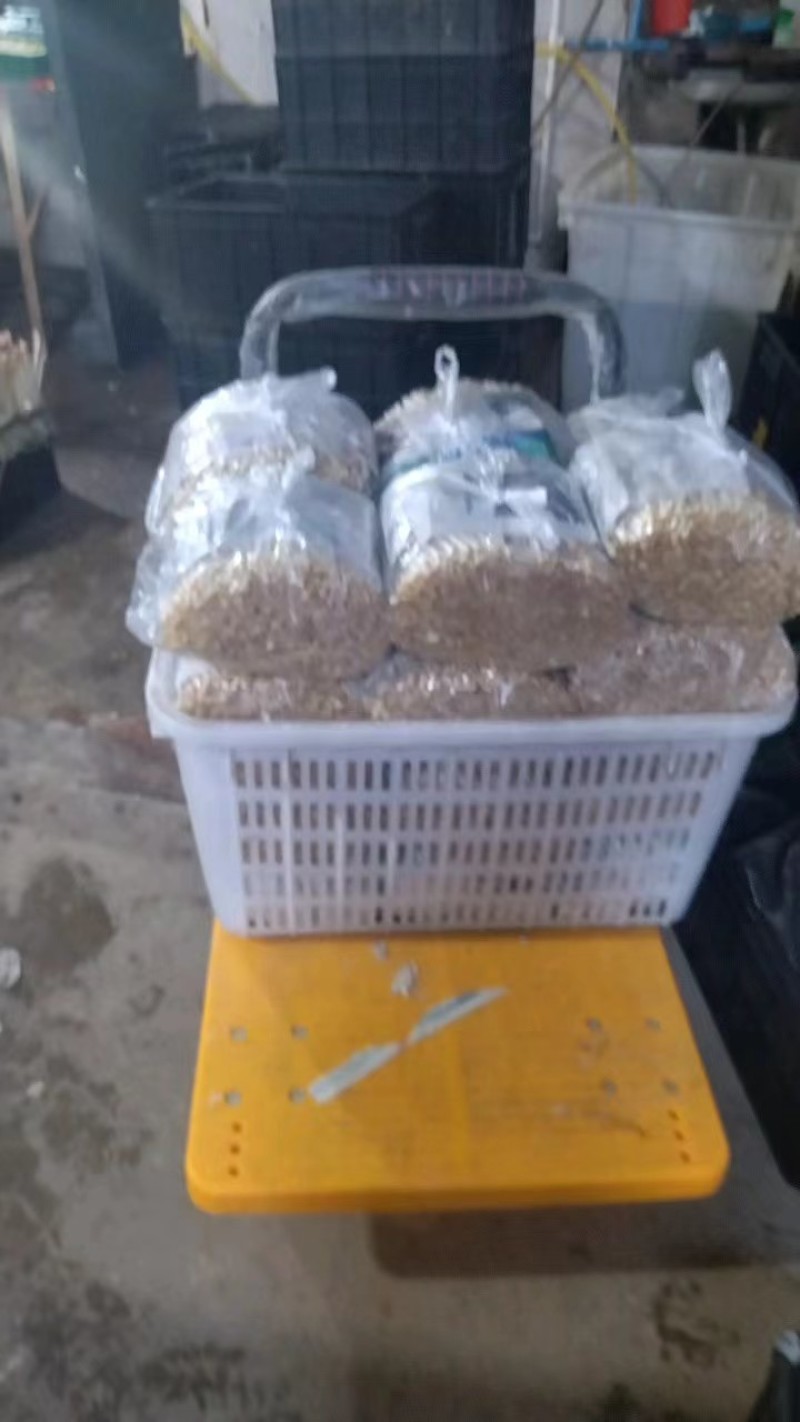 袋装/盒装精品花生芽按需包装对接各大商超市场社区团购