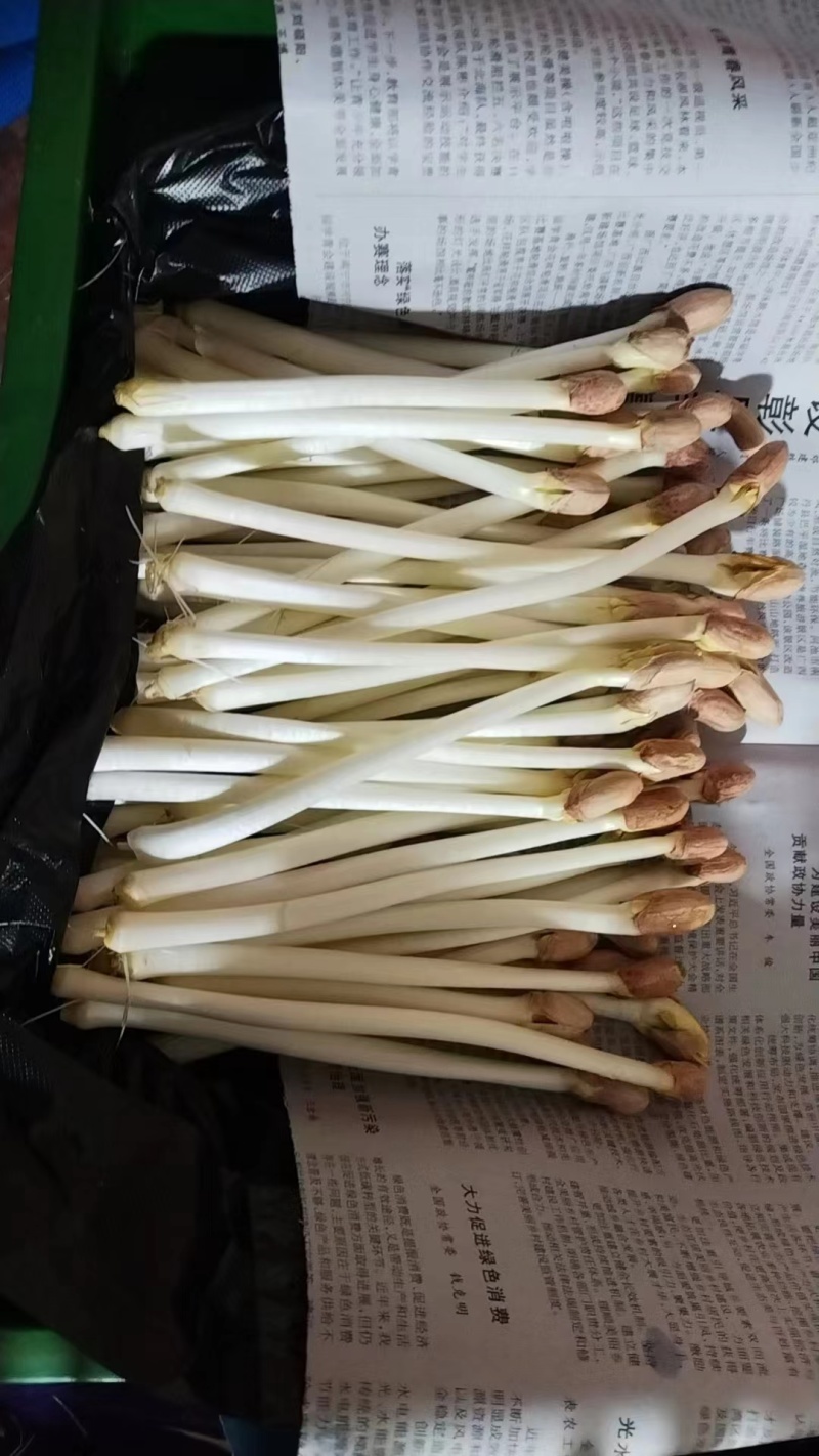 袋装/盒装精品花生芽按需包装对接各大商超市场社区团购