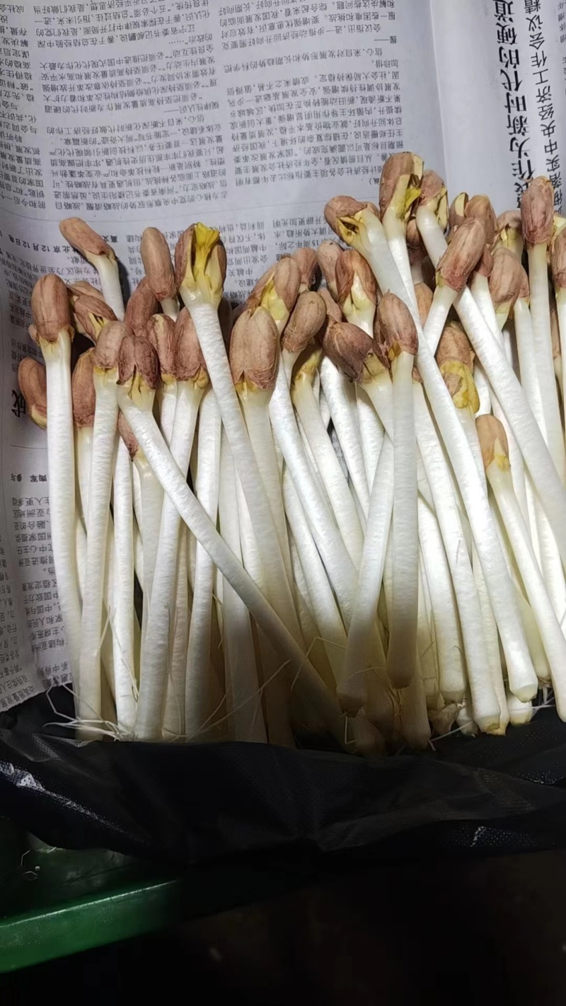 袋装/盒装精品花生芽按需包装对接各大商超市场社区团购