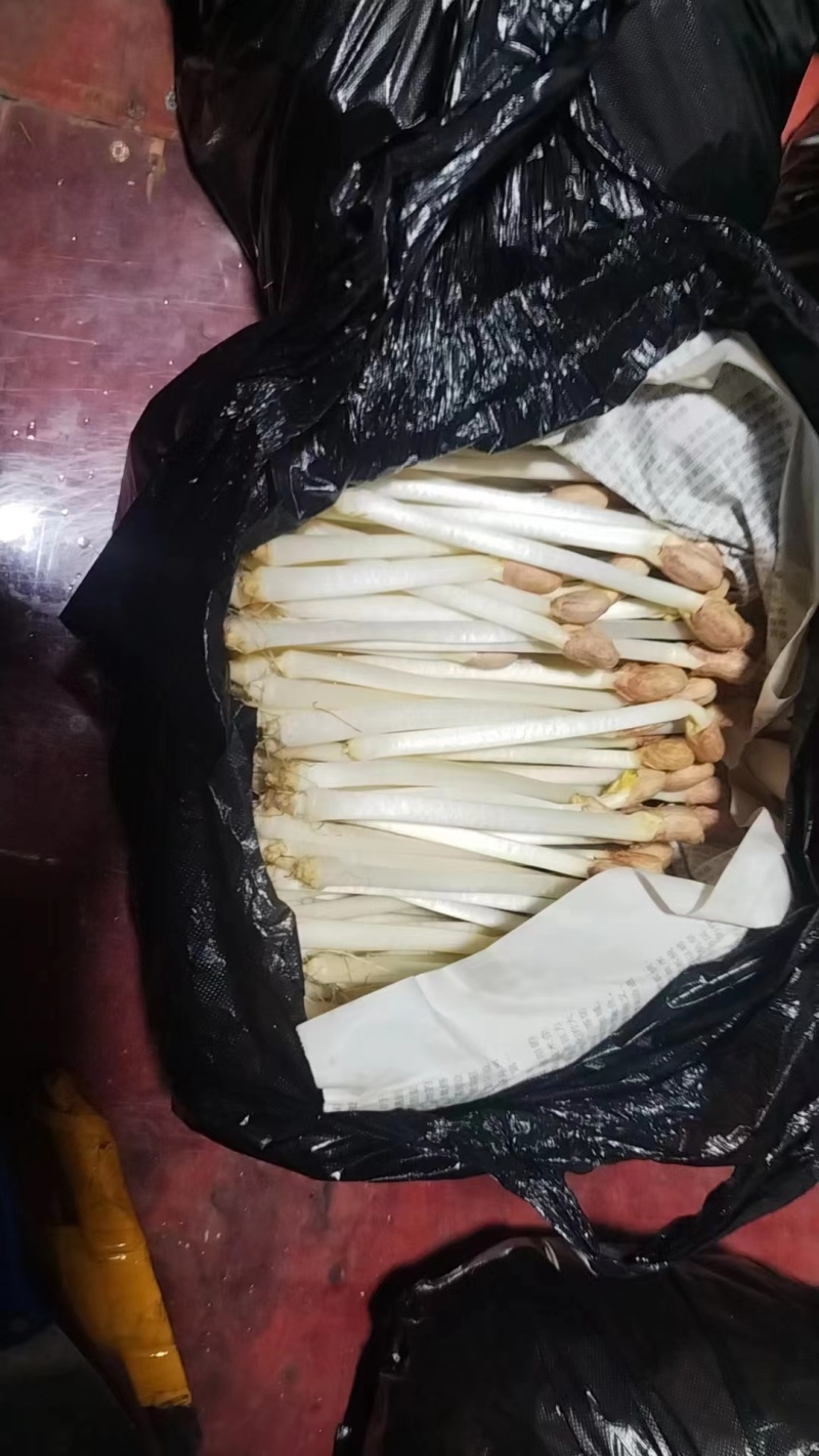 袋装/盒装精品花生芽按需包装对接各大商超市场社区团购