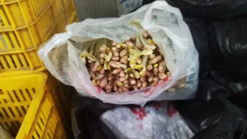 袋装/盒装精品花生芽按需包装对接各大商超市场社区团购