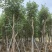 黄花风铃木8-12公分出售，基地直销