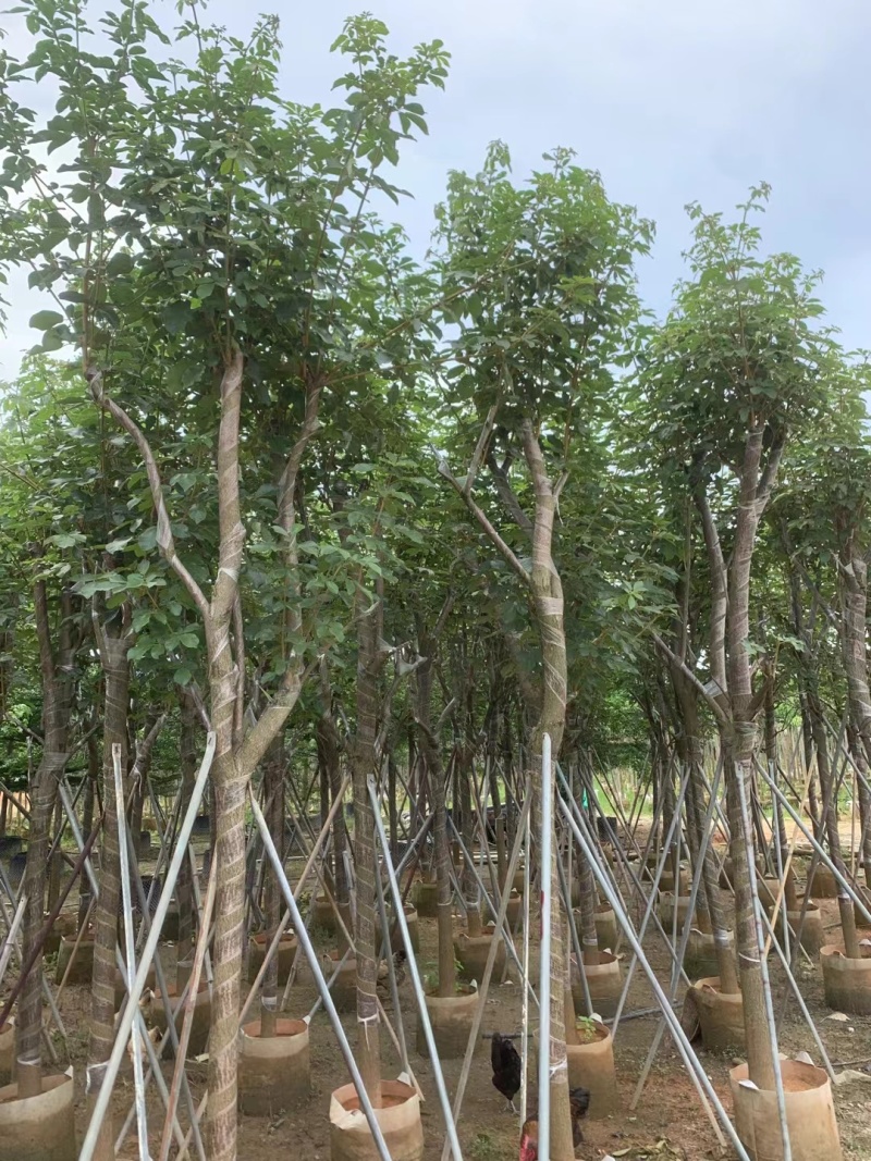黄花风铃木8-12公分出售，基地直销