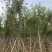 黄花风铃木8-12公分出售，基地直销