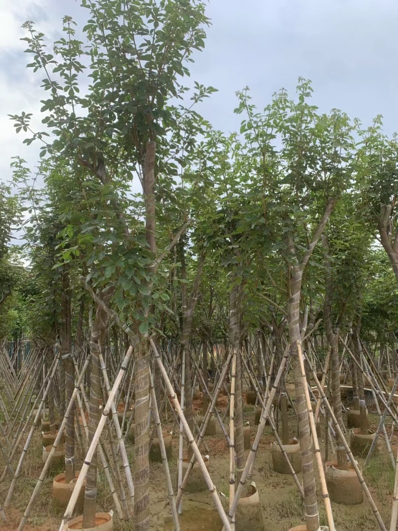 黄花风铃木8-12公分出售，基地直销