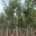 黄花风铃木8-12公分出售，基地直销
