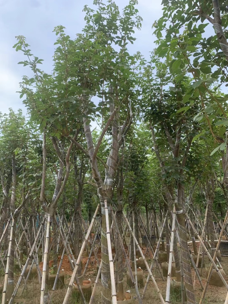 黄花风铃木8-12公分出售，基地直销