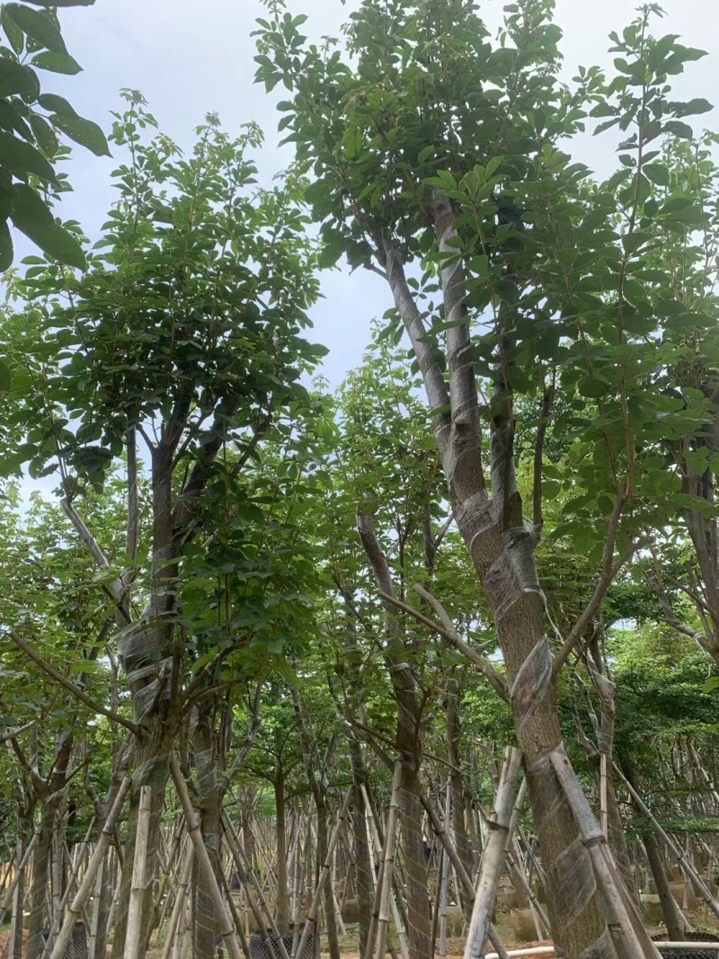 黄花风铃木8-12公分出售，基地直销