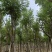 黄花风铃木8-12公分出售，基地直销