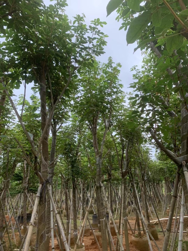 黄花风铃木8-12公分出售，基地直销