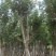 黄花风铃木8-12公分出售，基地直销